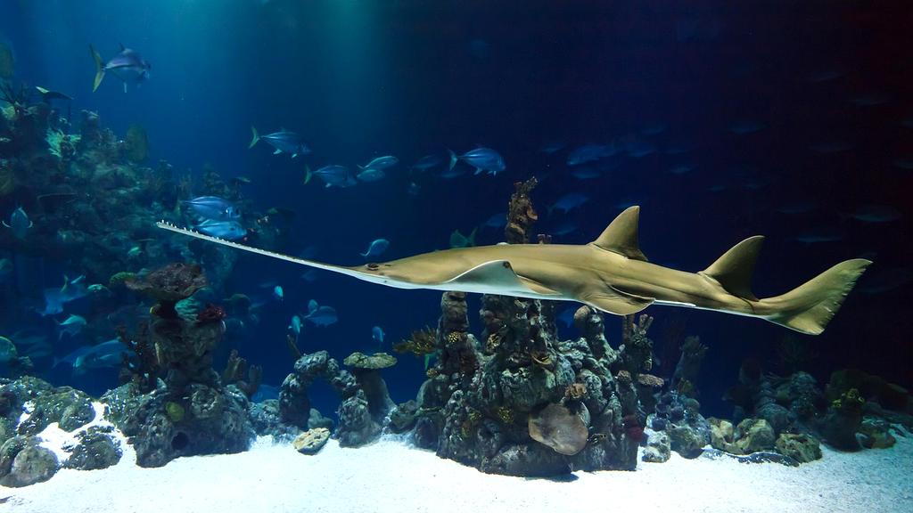 Split image showing healthy coral reef versus degraded marine environment